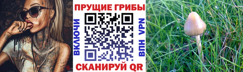 Псилоцибиновые грибы MAGIC MUSHROOMS Саров